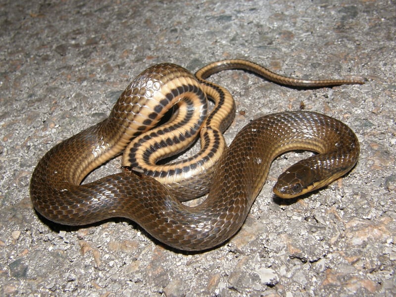Serpente di palude del Golfo