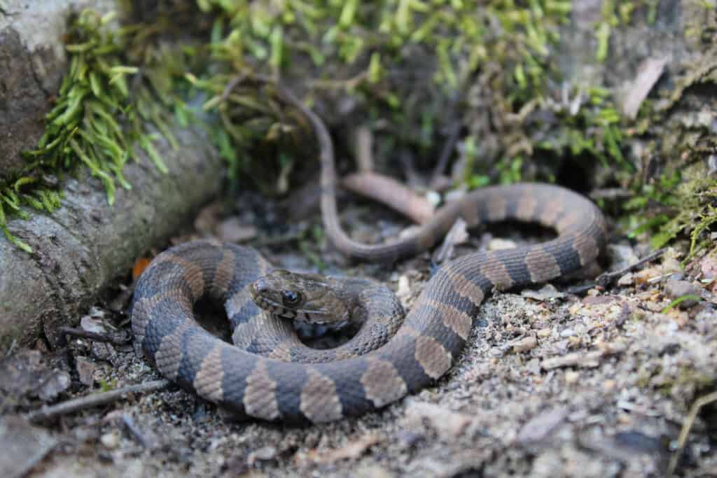 Il serpente d'acqua Midland è una sottospecie del serpente d'acqua settentrionale.