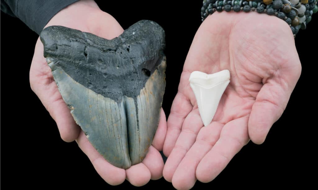 Dente di megalodonte