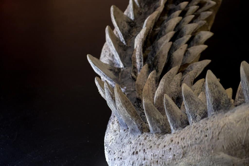 File di denti Megalodon