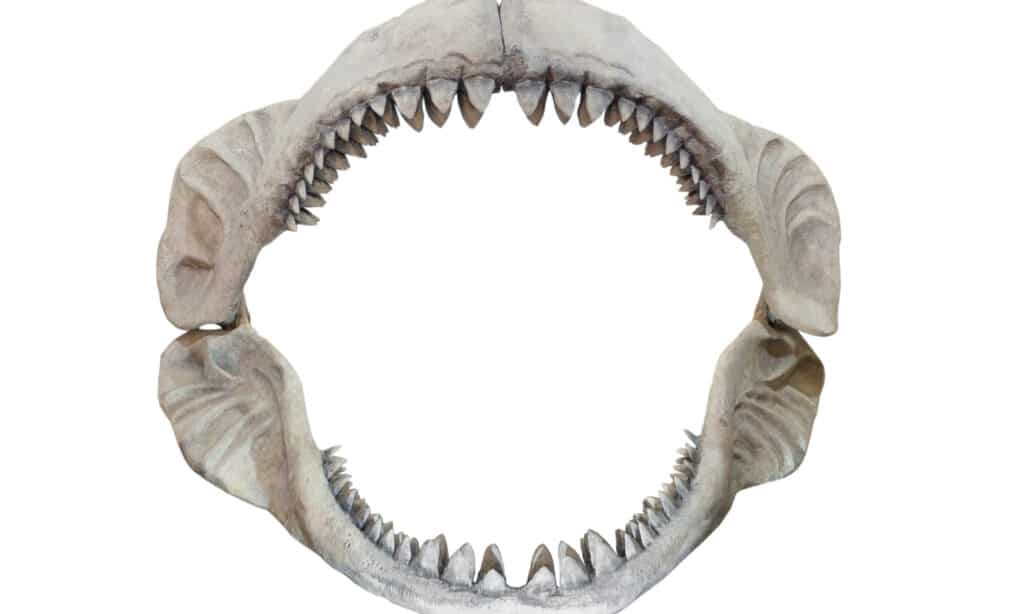 Mascelle Megalodon
