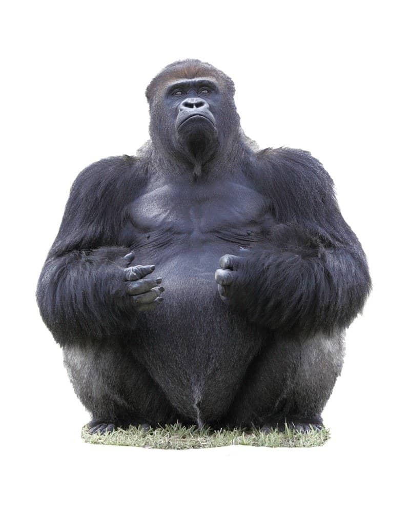 Primo piano di un gorilla orientale maschio silverback isolato su bianco