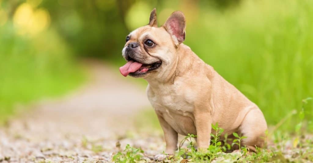 I bulldog francesi possono perdere di più in determinati periodi dell'anno