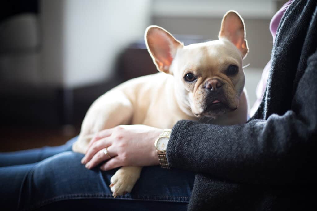 bulldog francese in grembo