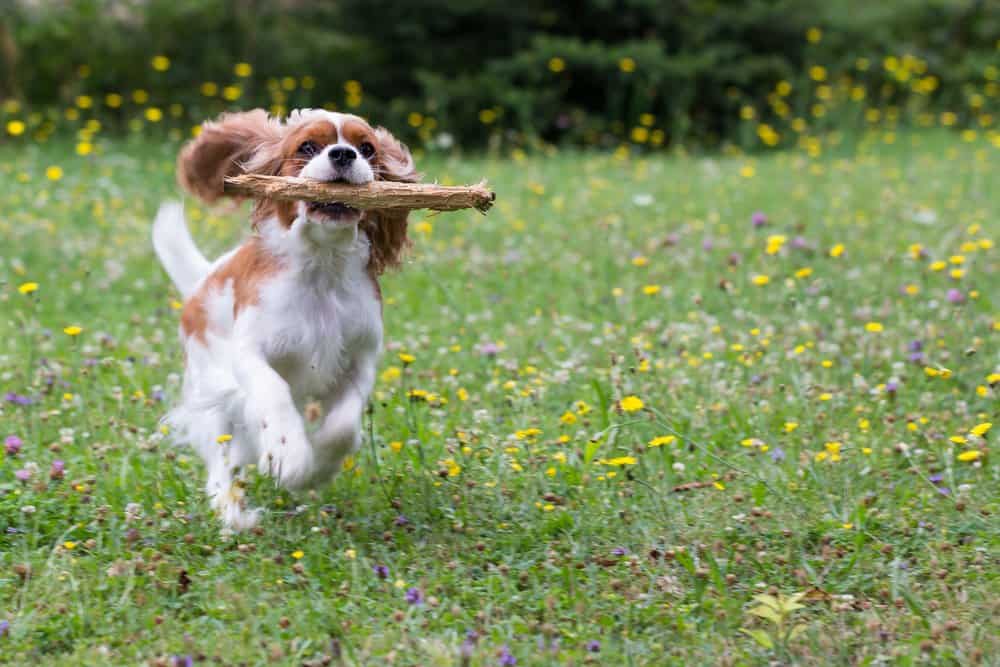 Cavalier King Charles Spaniel (Canis familiaris) - in esecuzione con il bastone in bocca