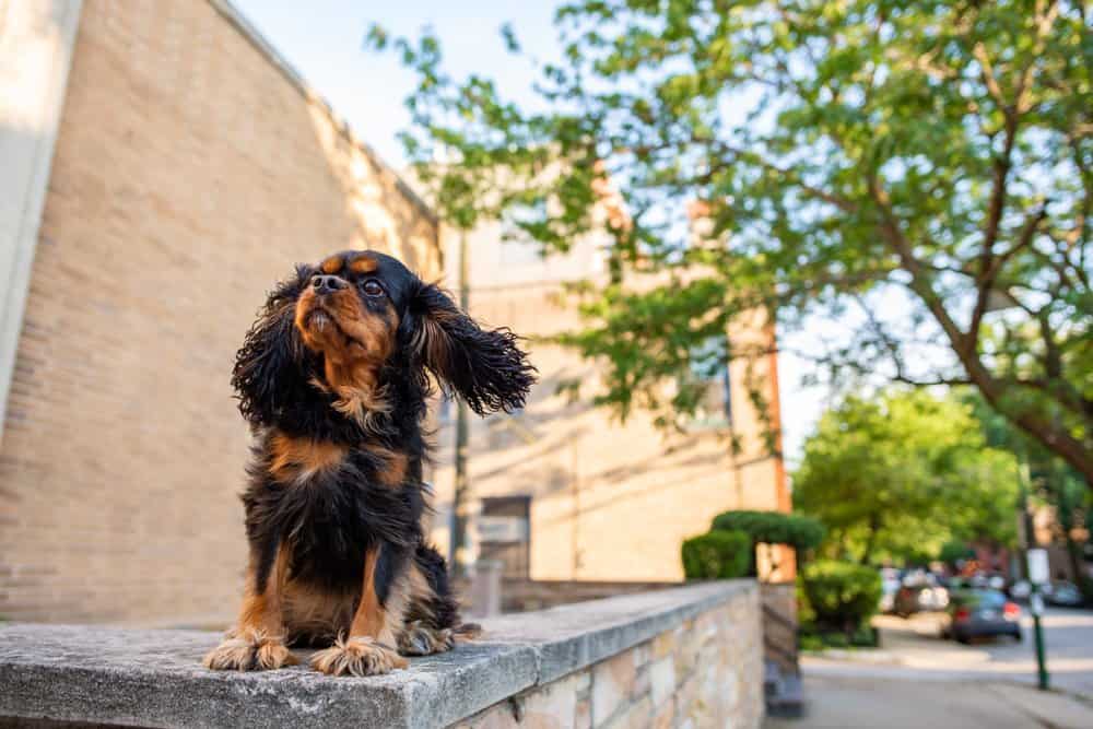 Cavalier King Charles Spaniel (Canis familiaris) - orecchie al vento