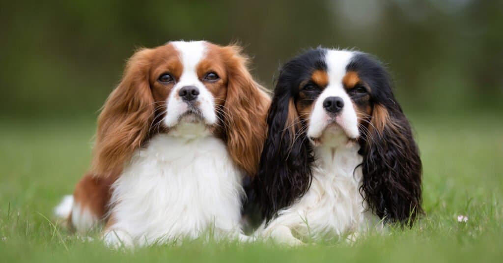 King Charles Spaniel contro Cavalier King Charles Spaniel