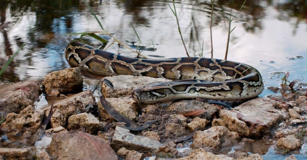 Pitone birmano nelle Everglades.