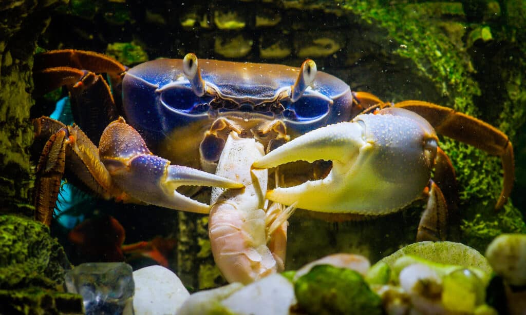 Granchio che mangia un gambero