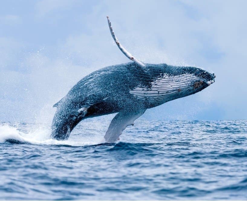 Humpback Whale (Megaptera novaeangliae) violando a Puerto Lopez, Ecuador.