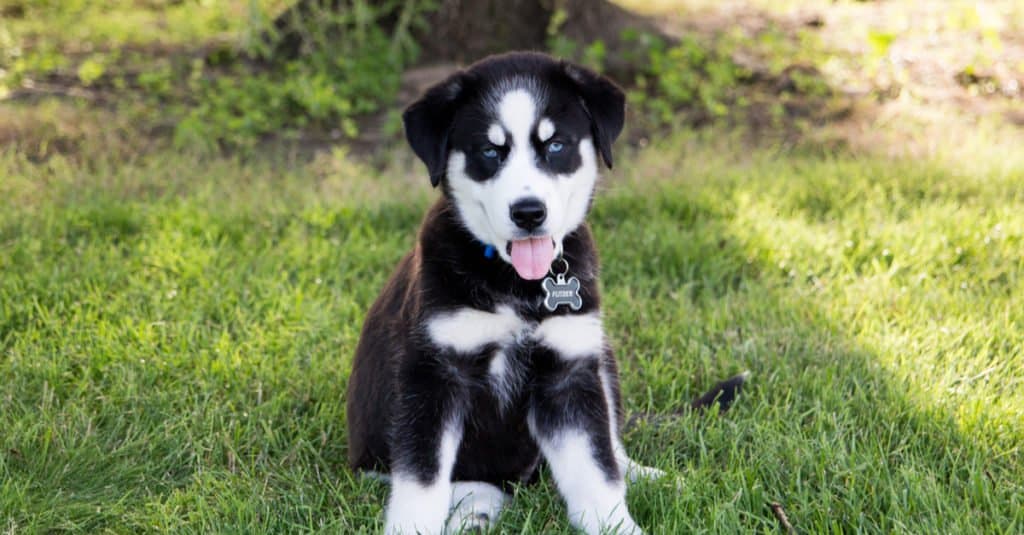 cucciolo di huskador