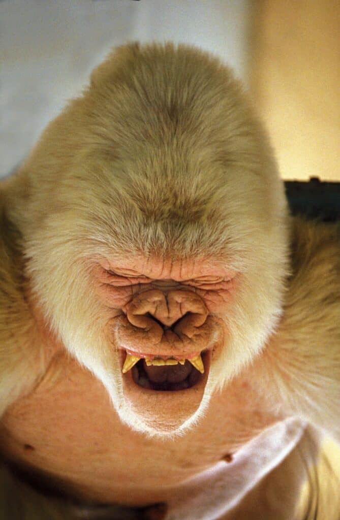 Colpo di testa di Snowflake, il gorilla albino che mostra i suoi incisivi