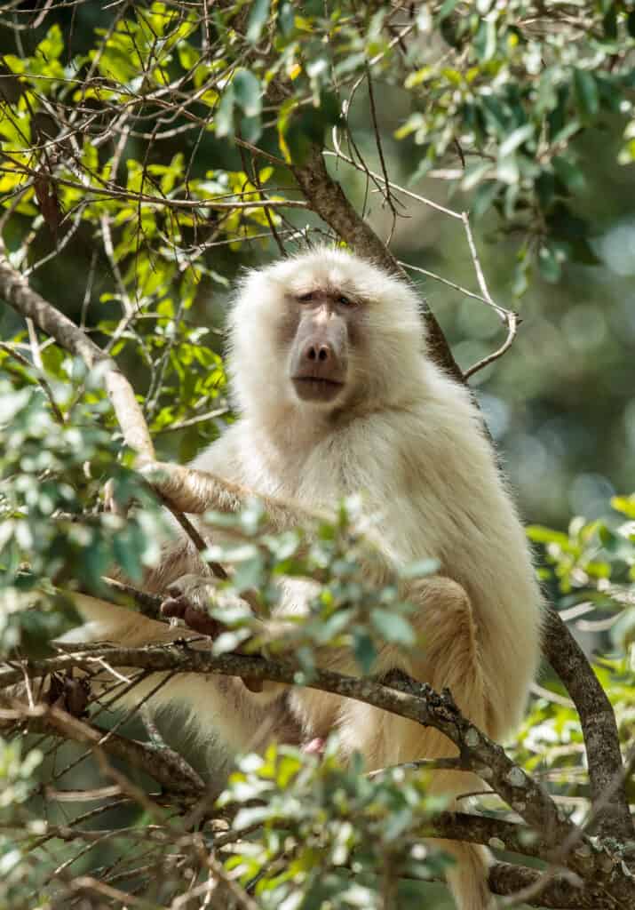 Un babbuino oliva affetto da leucismo seduto su un albero