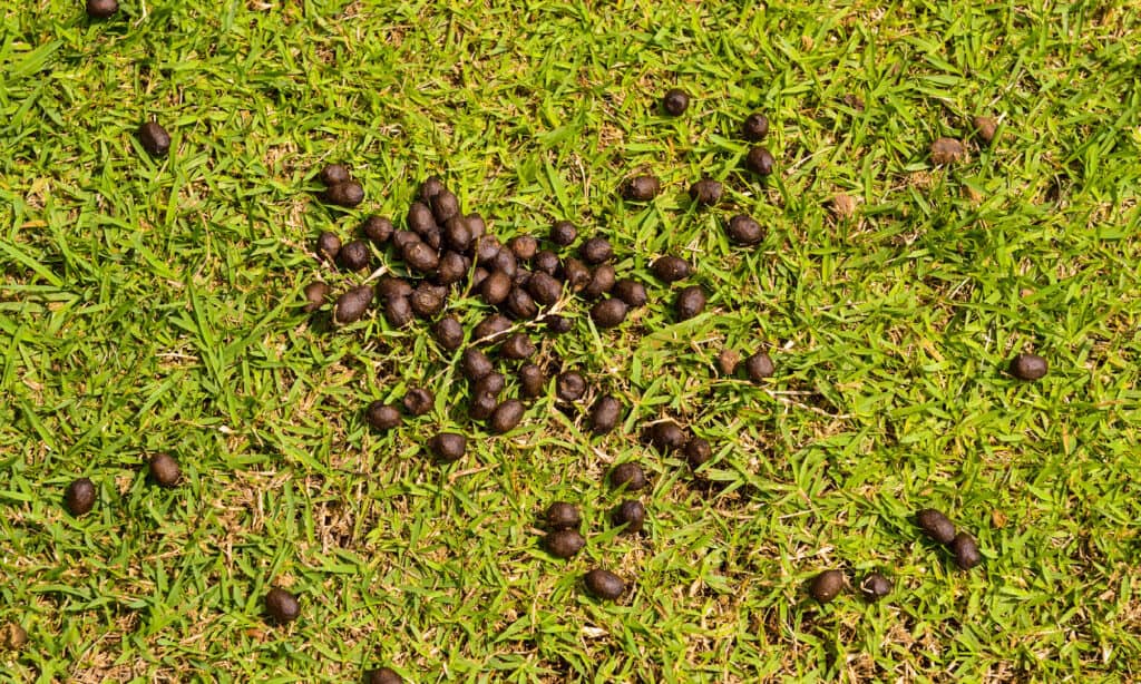 Cacca di pecora