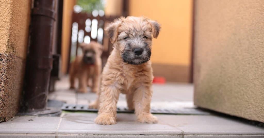 Cucciolo di terrier di grano irlandese con pelo morbido