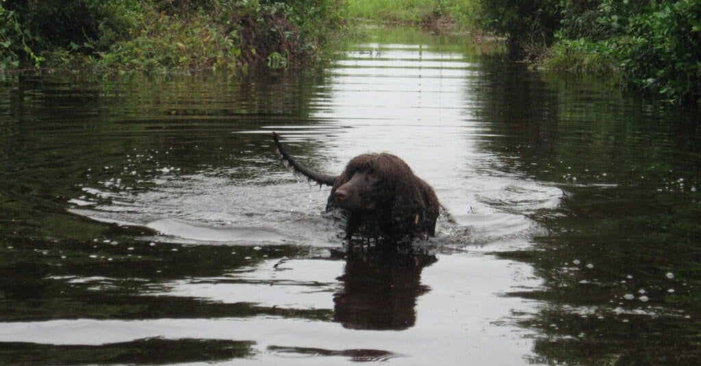 Irish water spaniel - nuoto nel torrente