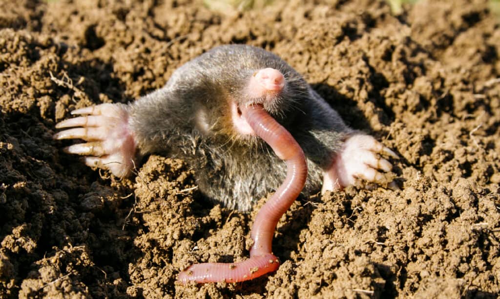 Talpa - Animale, Lombrico, Animale, Verme, Mangiare