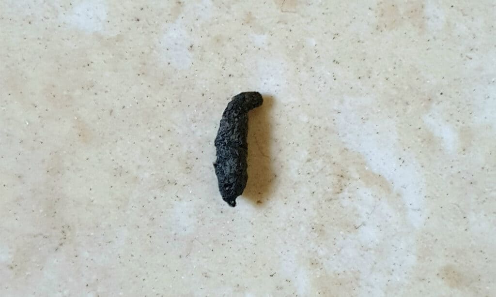 cacca di topo