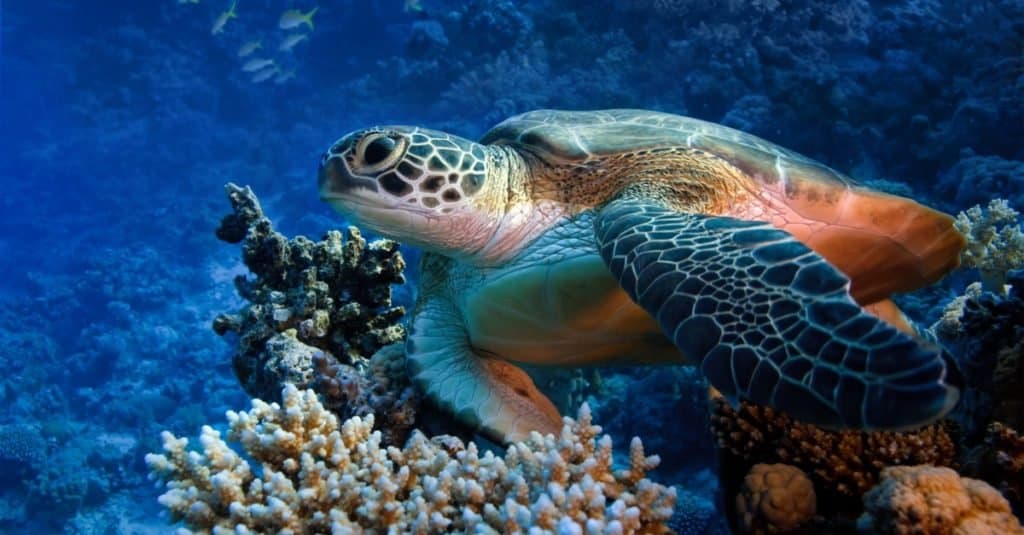 Animale di Minecraft: tartaruga marina
