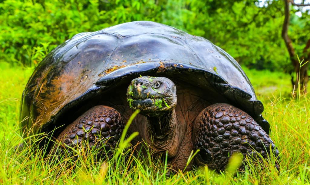 Tartaruga gigante che mangia erba