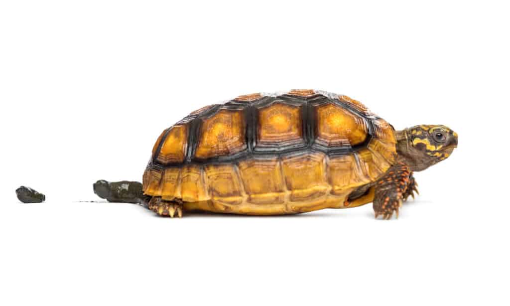 Defecare, tartaruga, tartaruga, animale, sterco di animali