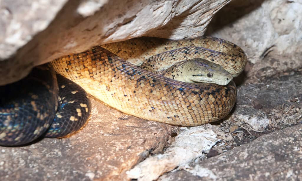 boa giamaicano nella fessura di granito