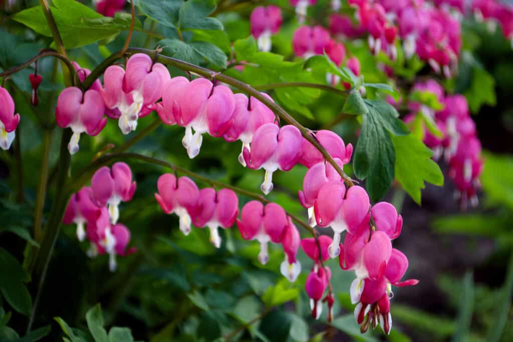 Fiori di cuore sanguinante rosa brillante. 