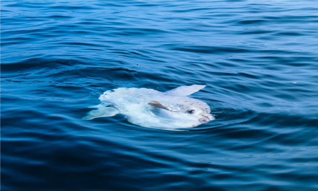 I pesci luna oceanici o Mola mola hanno bocche piccole e grandi occhi sulle loro teste massicce.