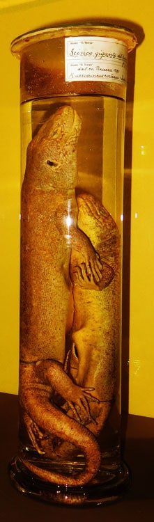 Scinco gigante di Capo Verde (Chionina coctei)