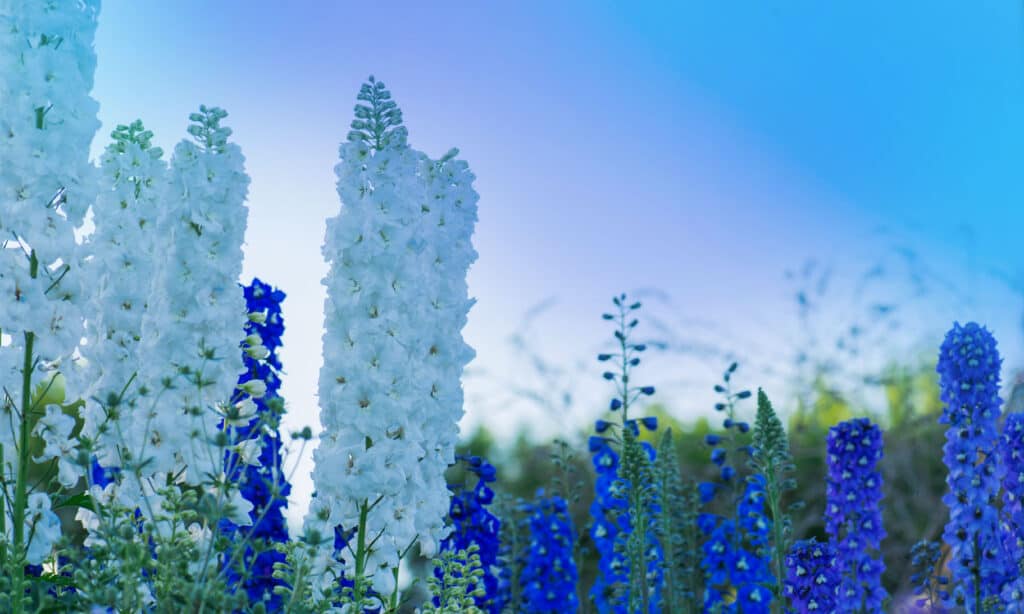 Fiori da piantare a dicembre