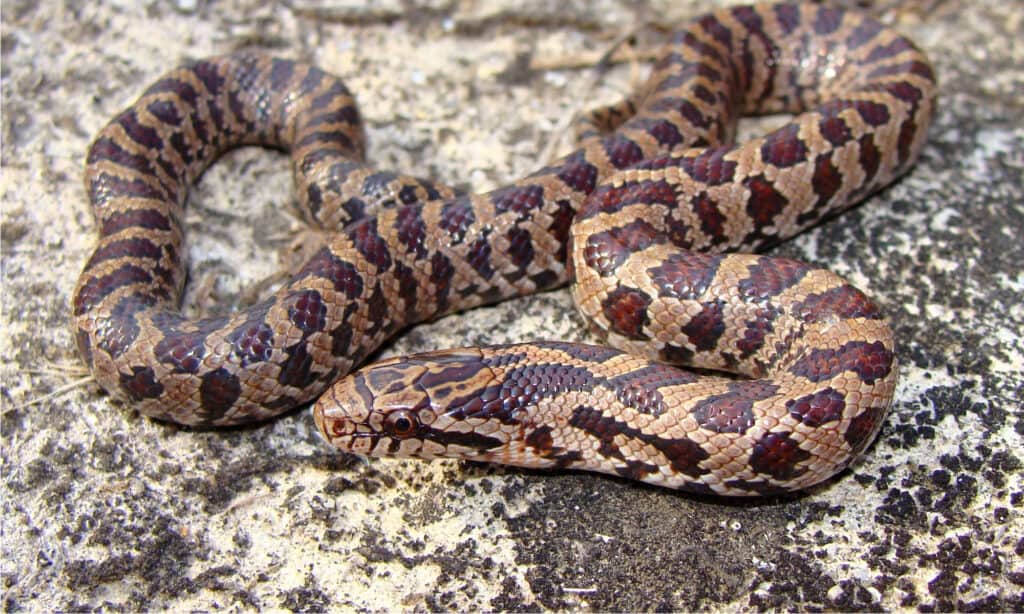 Copperheads in Alabama: dove vivono e quanto spesso mordono
