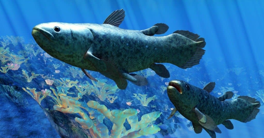 Coppia di celacanto sott'acqua