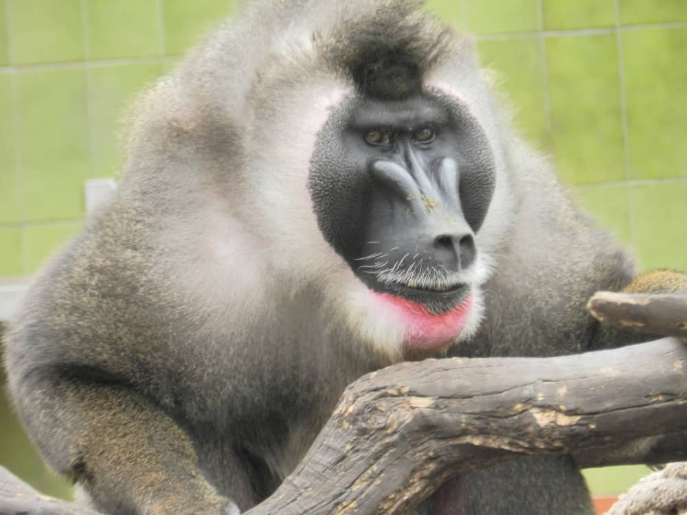 Mandrillo allo zoo di Barcellona