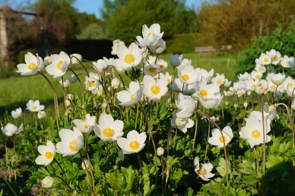 Gli anemoni di legno sono fiori di campo piccoli ma sbalorditivi