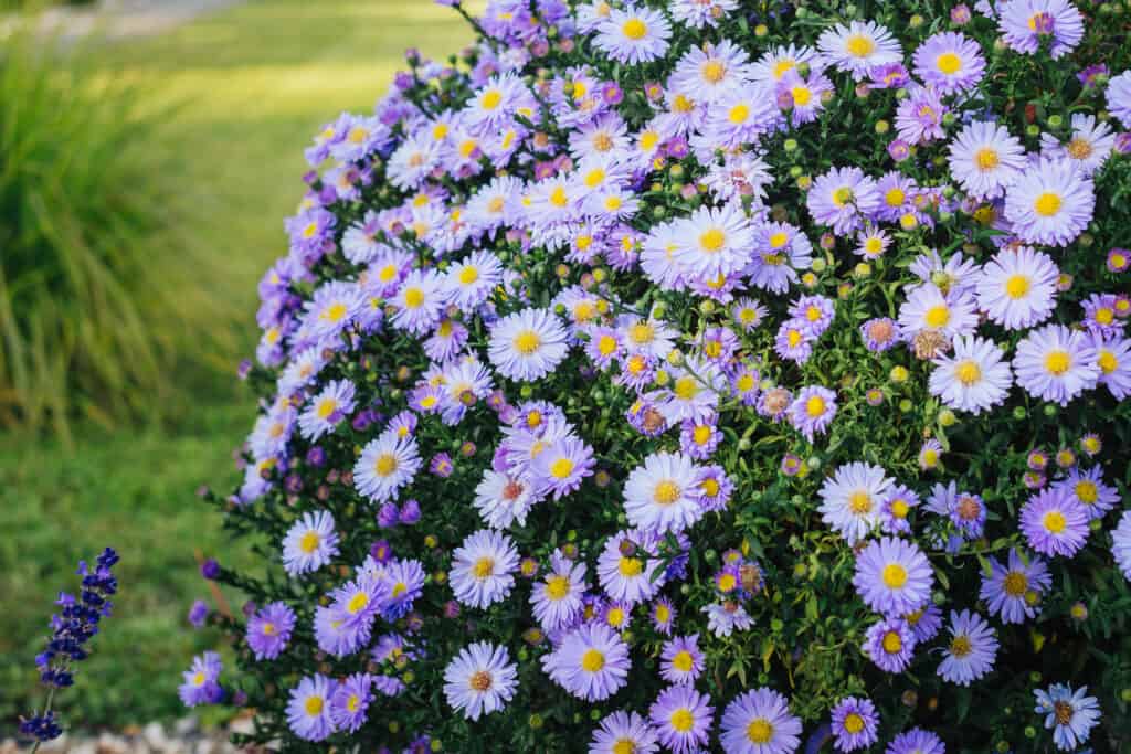 Fiori viola di Italian Asters Granat Fall Aster