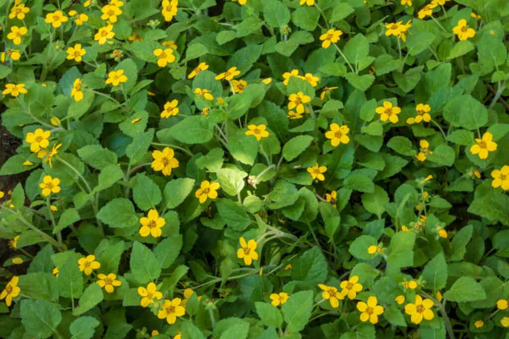 Sfondo stella dorata
