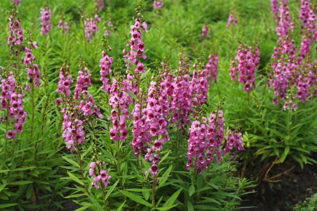 Fiori annuali a bassa manutenzione: Angelonia goyazensis Benth
