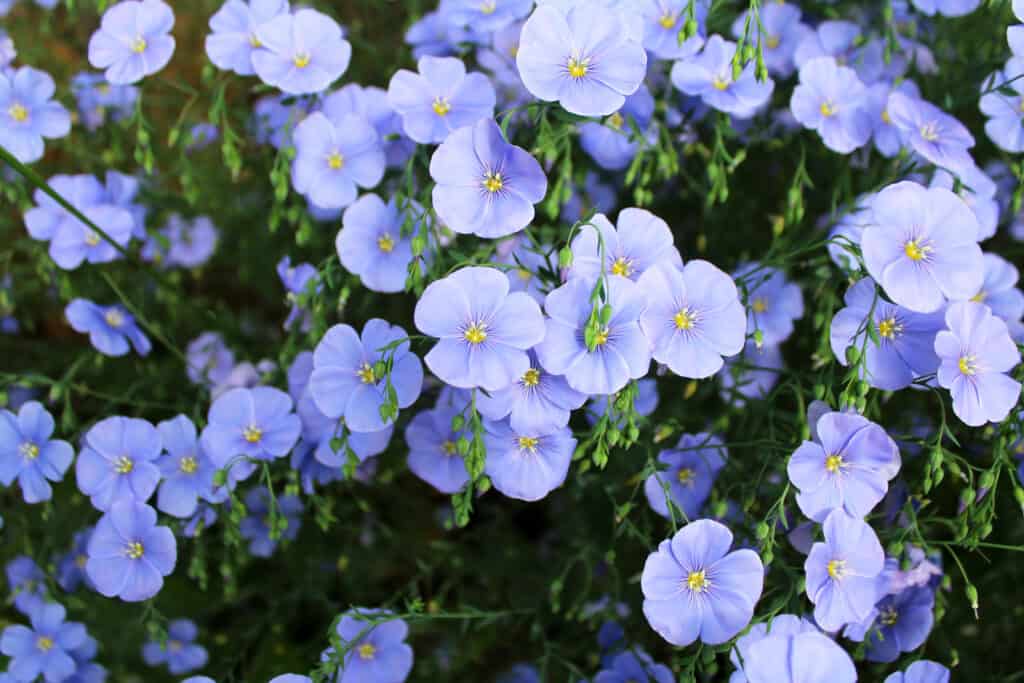 Fiori di lino blu.