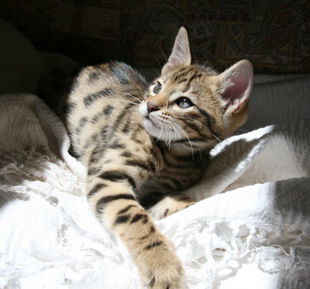 Cheetoh Cat gattino crogiolarsi al sole.