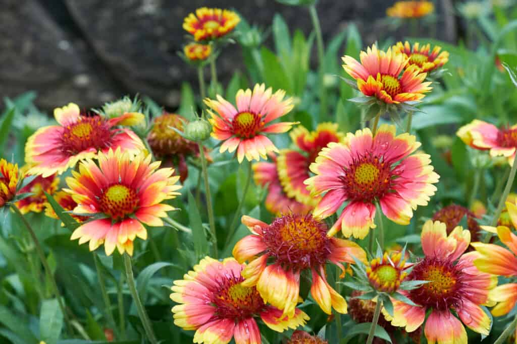 Coperta Fiore (Gaillardia pulchella)