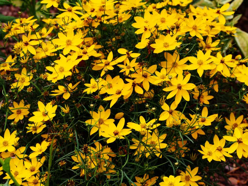 Coreopsis verticillate 'Zagabria'