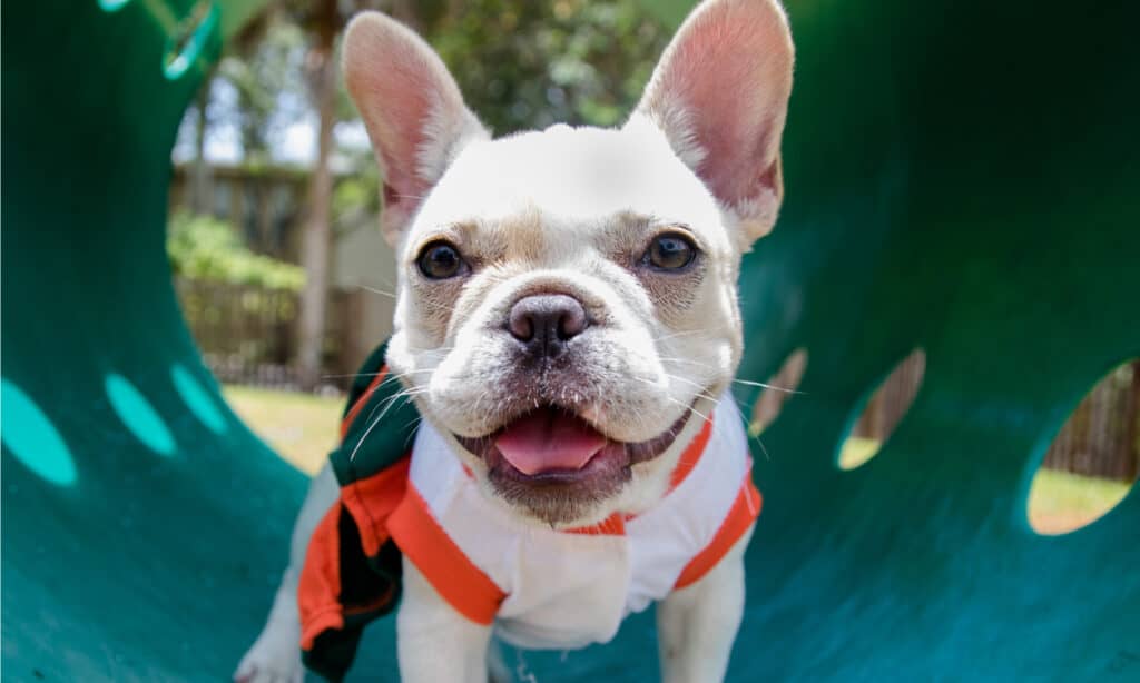 Dog Park Series - Bulldog francese al Dog Park