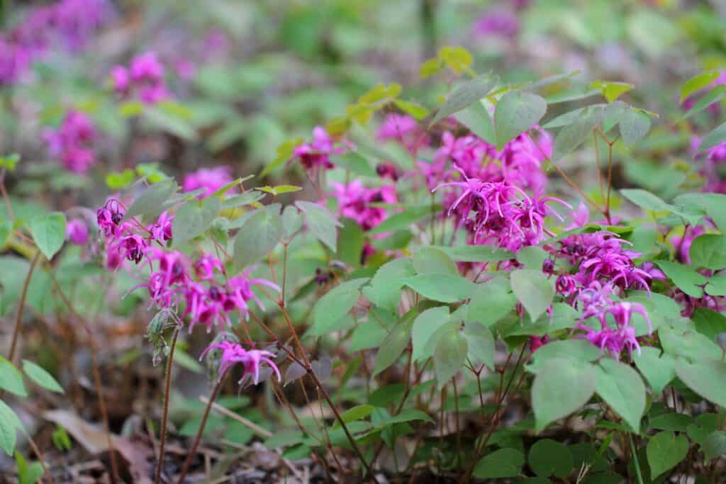 Barrenwort è un genere di piccoli fiori perenni