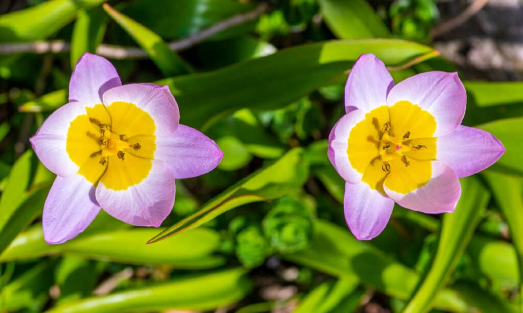 Tulipano cretese