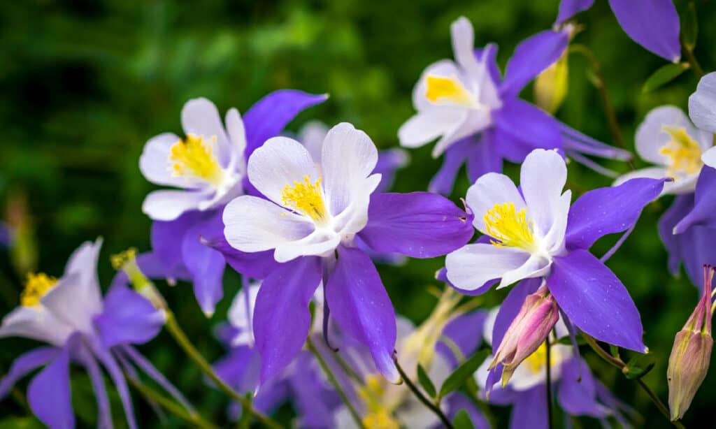 Columbine Flower, Colorado, Fiore, Millefiori, Giardinaggio