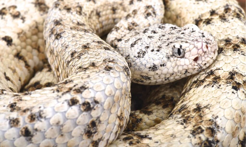 Un elenco completo dei serpenti velenosi negli Stati Uniti (più di 30 specie!)