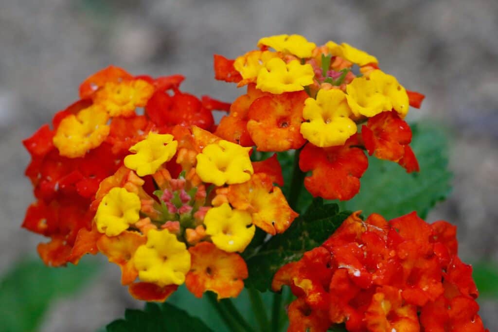 La lantana arancione è un grande fiore perenne arancione.