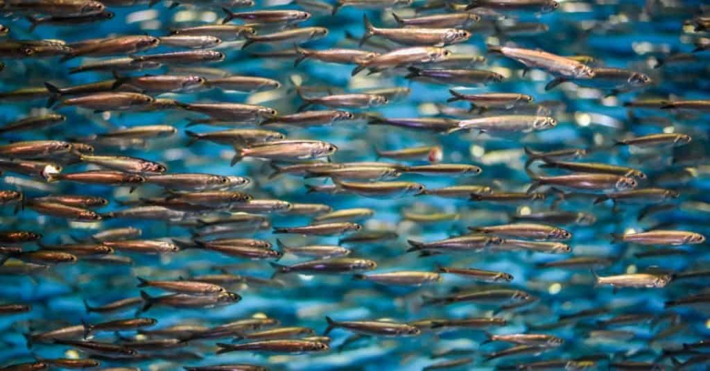 Scuola di acciughe nell'Oceano Atlantico