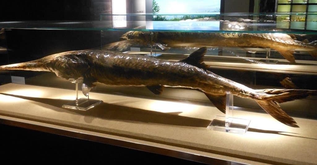 Addio mostri del fiume: gli scienziati dichiarano estinti due dei pesci d'acqua dolce più grandi del mondo