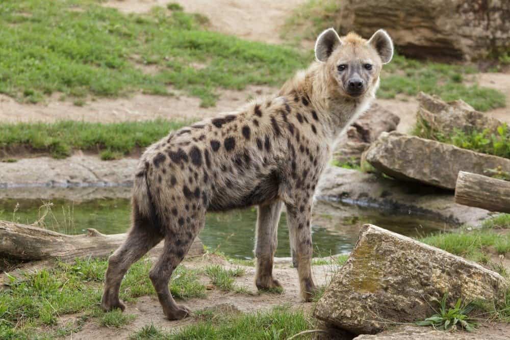 Animale più brutto - Iena maculata